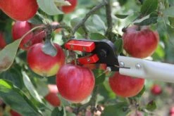 Darlac Snapper Long Reach Pruner DP110-650 -Garden Irrigation Tools 24 57 18