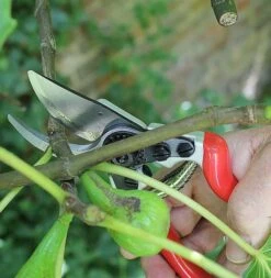 Darlac Expert Bypass Pruner DP1030A -Garden Irrigation Tools dp1030a